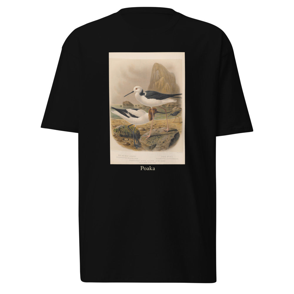 Poaka — Pied stilt