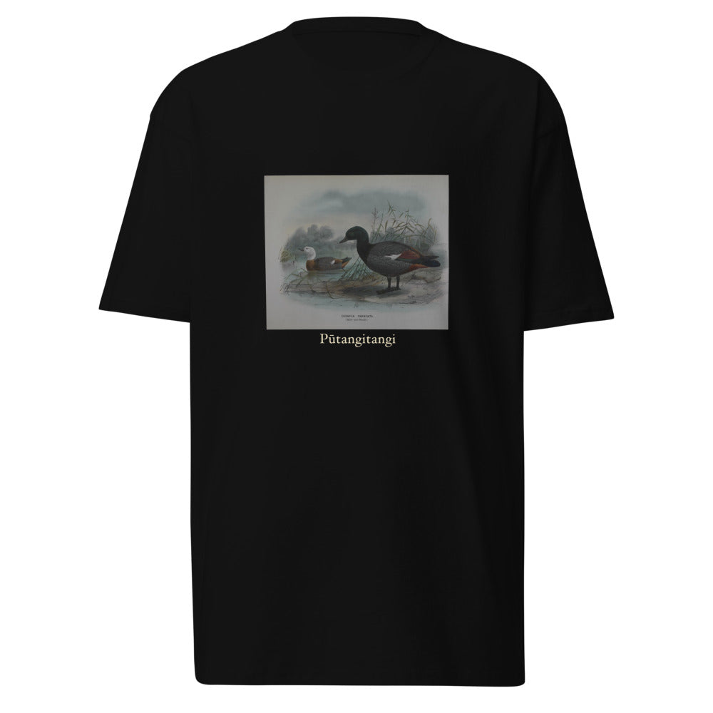 Pūtangitangi — Paradise Shelduck