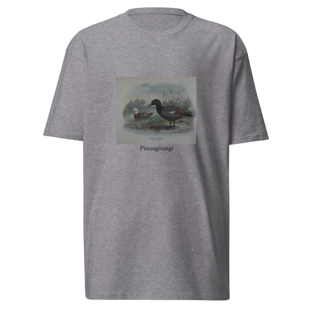 Pūtangitangi — Paradise Shelduck