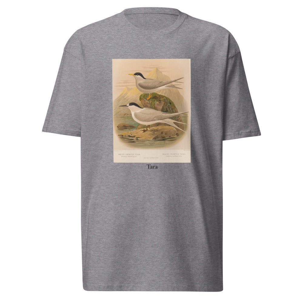 Tara — White-fronted Tern
