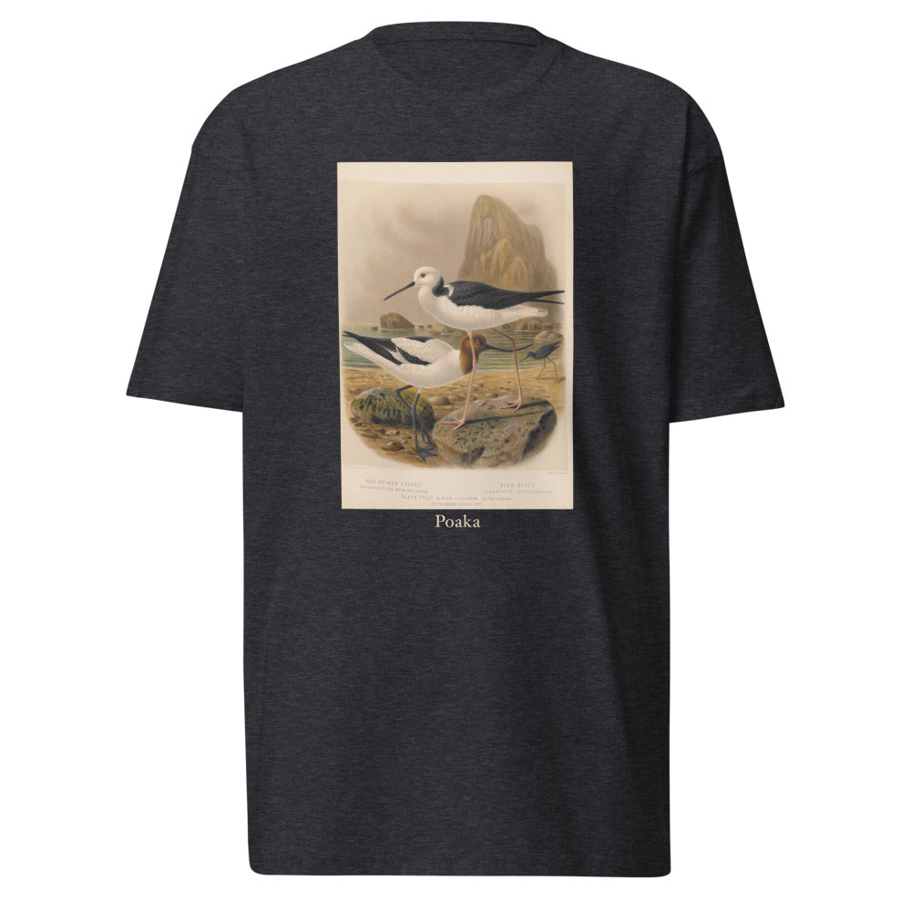Poaka — Pied stilt