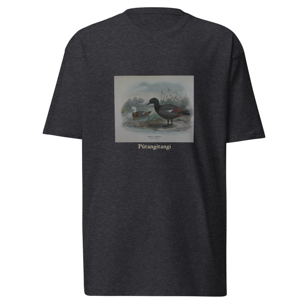 Pūtangitangi — Paradise Shelduck