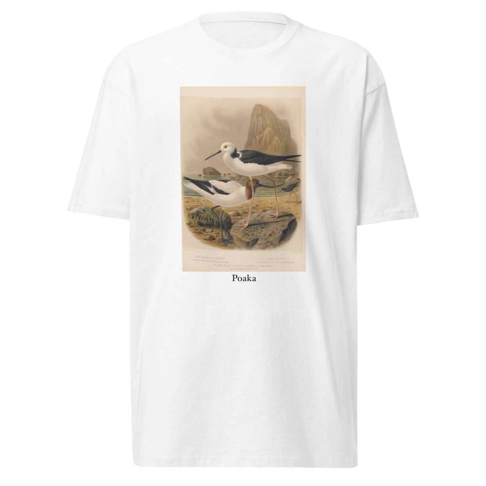 Poaka — Pied stilt