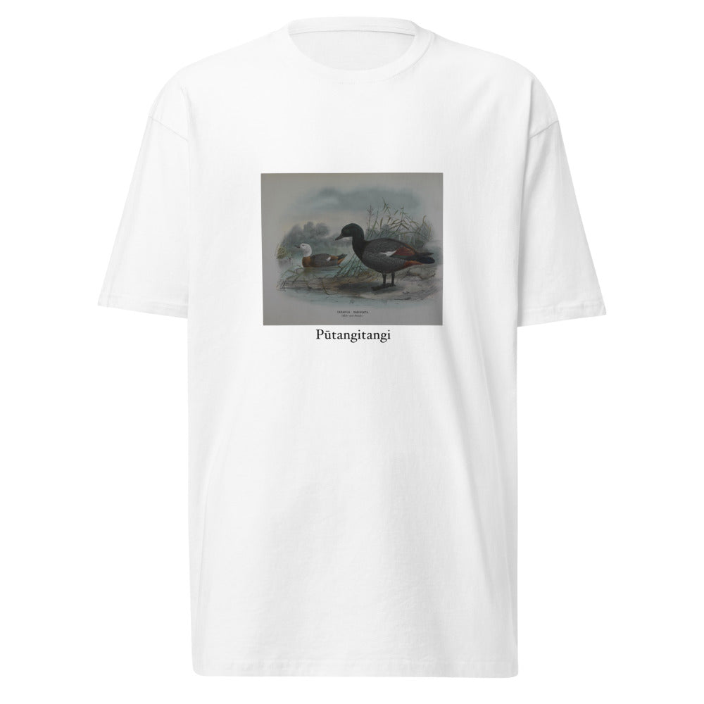 Pūtangitangi — Paradise Shelduck